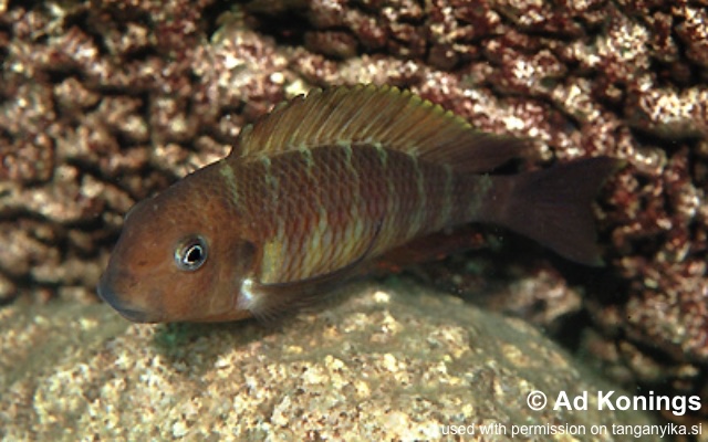Tropheus moorii 'Kisambala'